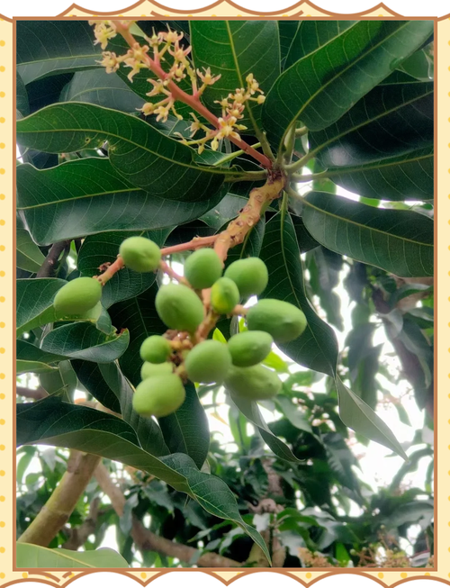 芒果怎么种，芒果图片？芒果怎么种教程？-第3张图片-优品飞百科