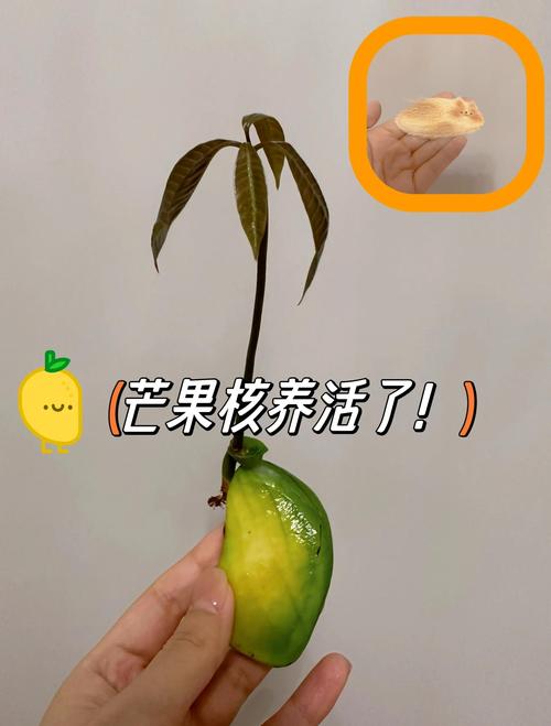 芒果怎么种，芒果图片？芒果怎么种教程？-第4张图片-优品飞百科