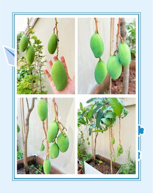 芒果怎么种，芒果图片？芒果怎么种教程？-第6张图片-优品飞百科