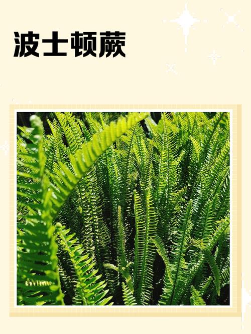 波斯顿蕨的功效和作用，波斯顿蕨好养活吗？-第2张图片-优品飞百科