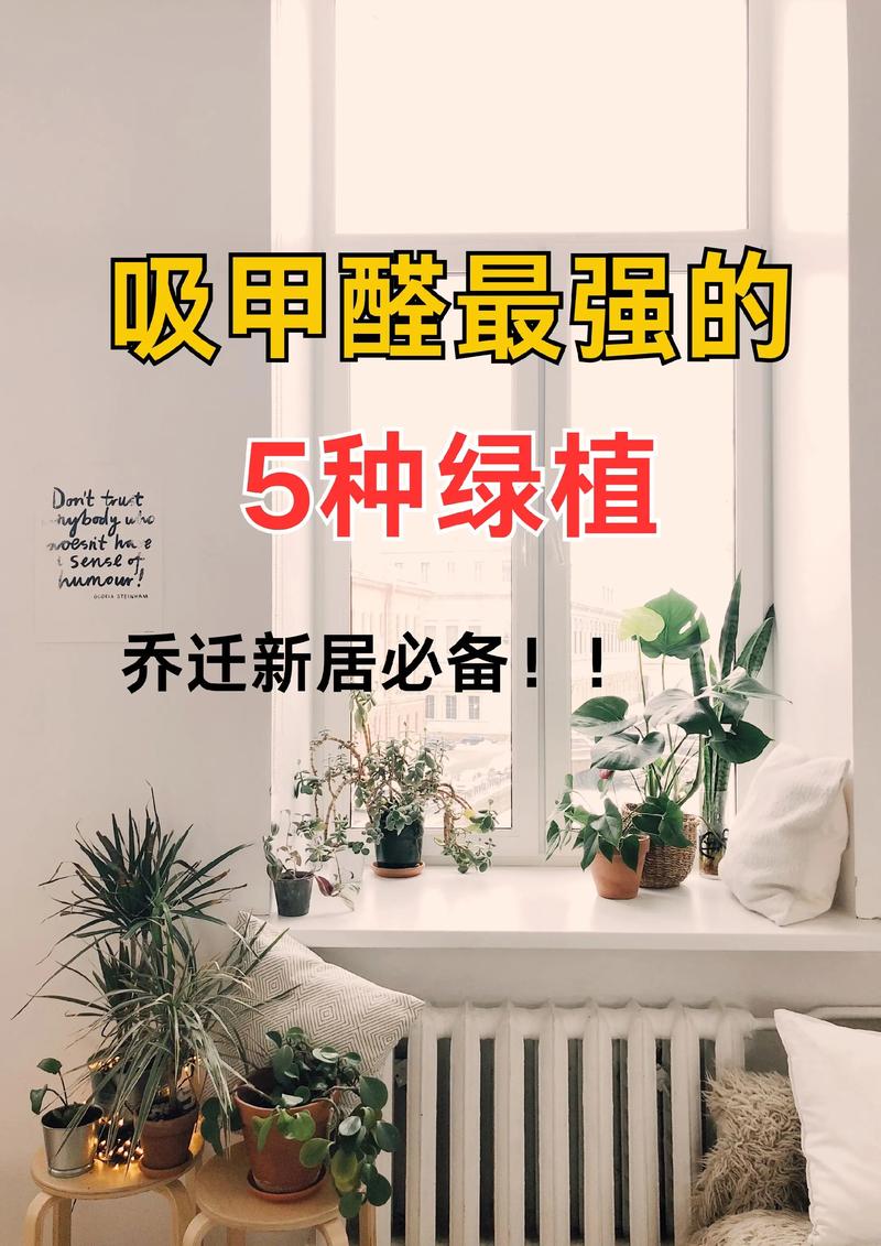 波斯顿蕨的功效和作用，波斯顿蕨好养活吗？-第3张图片-优品飞百科