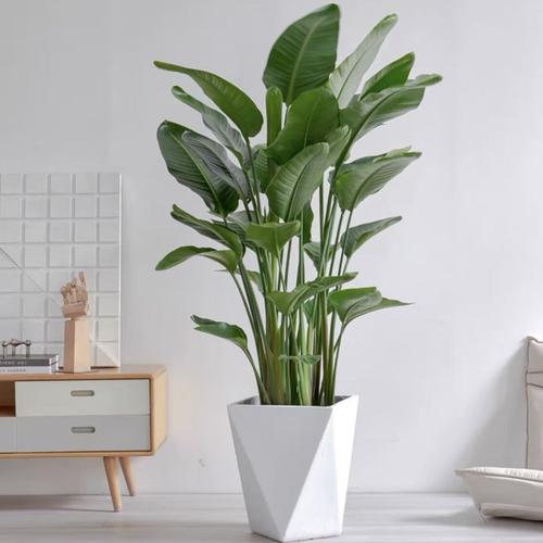 波斯顿蕨的功效和作用，波斯顿蕨好养活吗？-第4张图片-优品飞百科