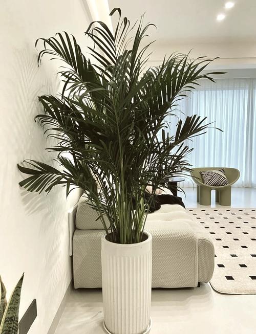 波斯顿蕨的功效和作用，波斯顿蕨好养活吗？-第6张图片-优品飞百科