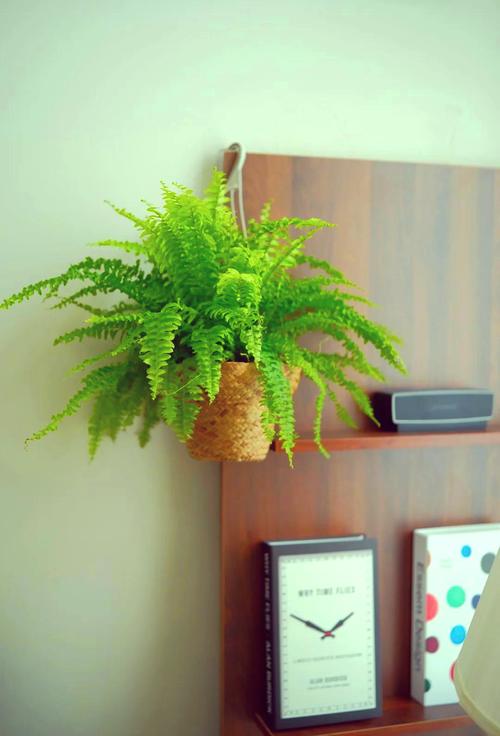 波斯顿蕨的功效和作用，波斯顿蕨好养活吗？-第7张图片-优品飞百科