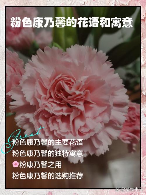 康乃馨各色花语及象征意义，各色康乃馨的花语？-第3张图片-优品飞百科
