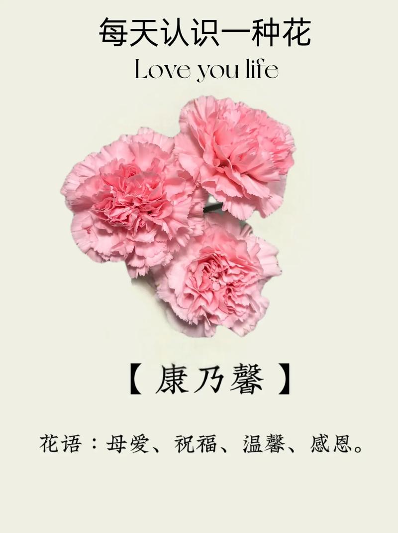 康乃馨各色花语及象征意义，各色康乃馨的花语？-第4张图片-优品飞百科