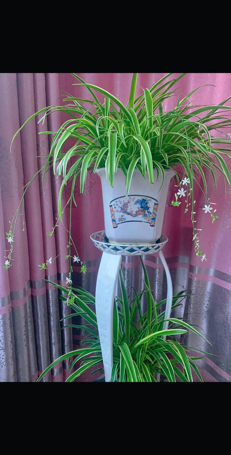 吊兰家居的风水摆放，吊兰风水摆放六大禁忌切莫犯-第1张图片-优品飞百科