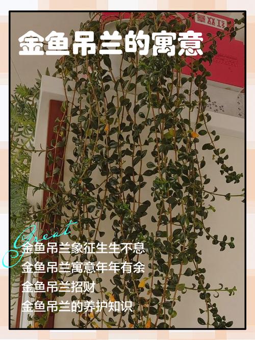 吊兰家居的风水摆放，吊兰风水摆放六大禁忌切莫犯-第2张图片-优品飞百科