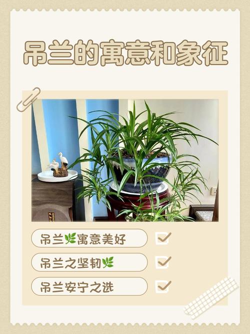 吊兰家居的风水摆放，吊兰风水摆放六大禁忌切莫犯-第3张图片-优品飞百科