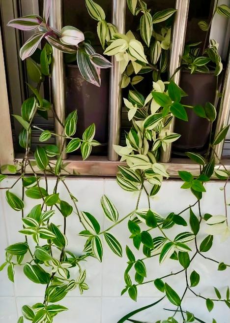 吊兰家居的风水摆放，吊兰风水摆放六大禁忌切莫犯-第4张图片-优品飞百科