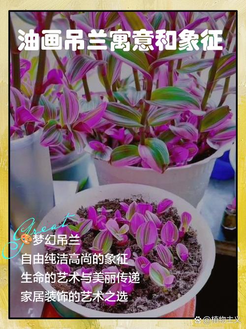 吊兰家居的风水摆放，吊兰风水摆放六大禁忌切莫犯-第5张图片-优品飞百科