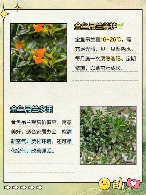 吊兰家居的风水摆放，吊兰风水摆放六大禁忌切莫犯-第6张图片-优品飞百科