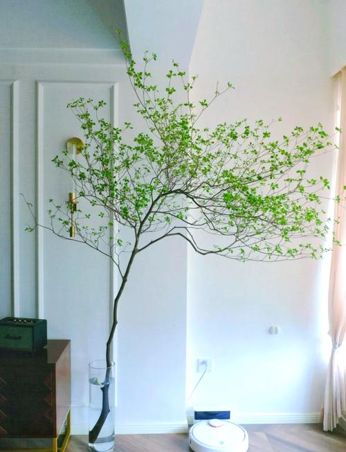 马醉木有毒吗能家养吗，马醉木是否有毒