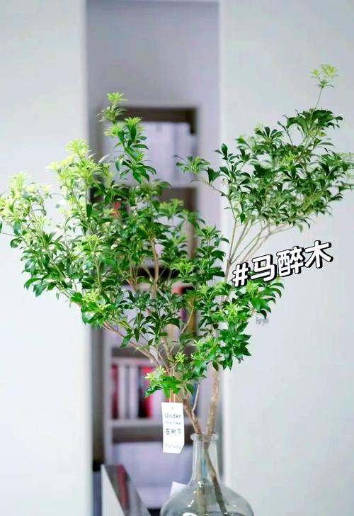 马醉木有毒吗能家养吗，马醉木是否有毒-第2张图片-优品飞百科