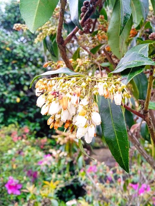 马醉木有毒吗能家养吗，马醉木是否有毒-第3张图片-优品飞百科