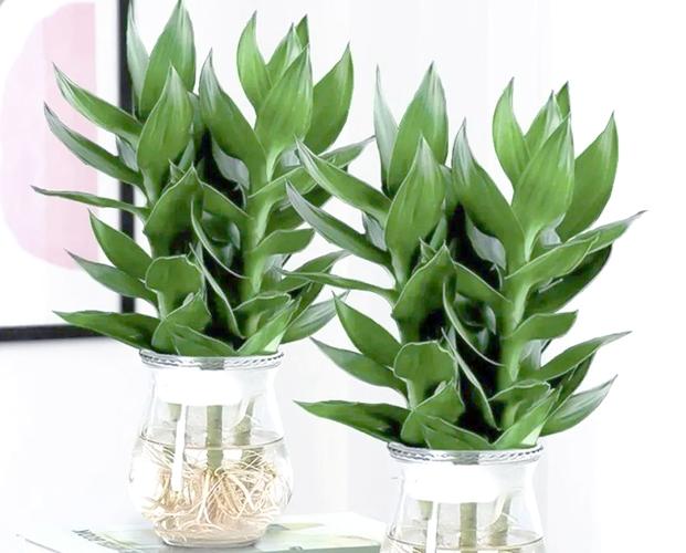 这7种植物能改善你的家居风水，什么植物适合家居风水？