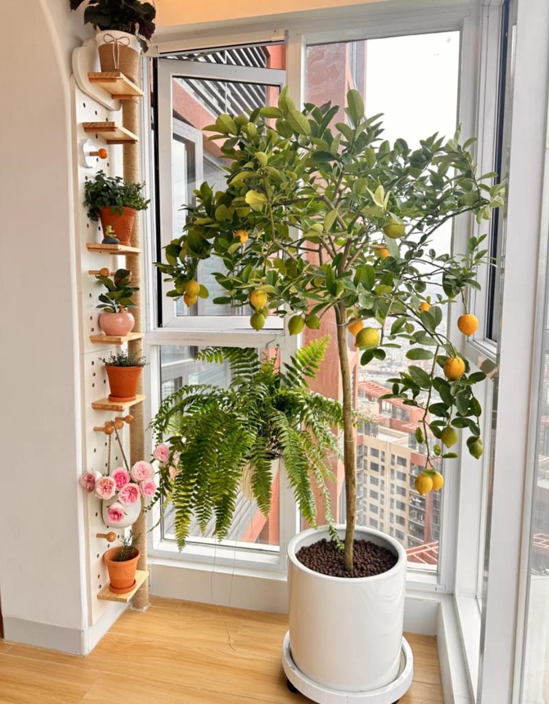 这7种植物能改善你的家居风水，什么植物适合家居风水？-第5张图片-优品飞百科