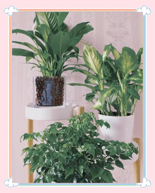 这7种植物能改善你的家居风水，什么植物适合家居风水？-第6张图片-优品飞百科