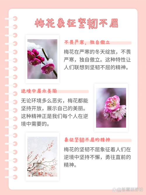 梅花代表什么象征意义，梅花代表什么象征意义和精神品质？-第1张图片-优品飞百科
