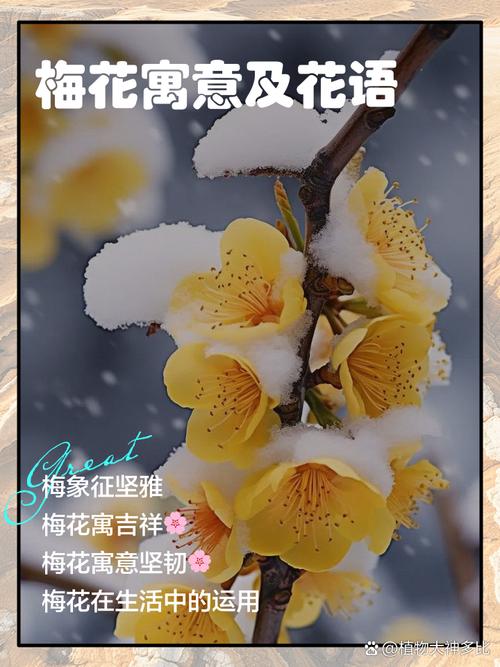 梅花代表什么象征意义，梅花代表什么象征意义和精神品质？-第5张图片-优品飞百科