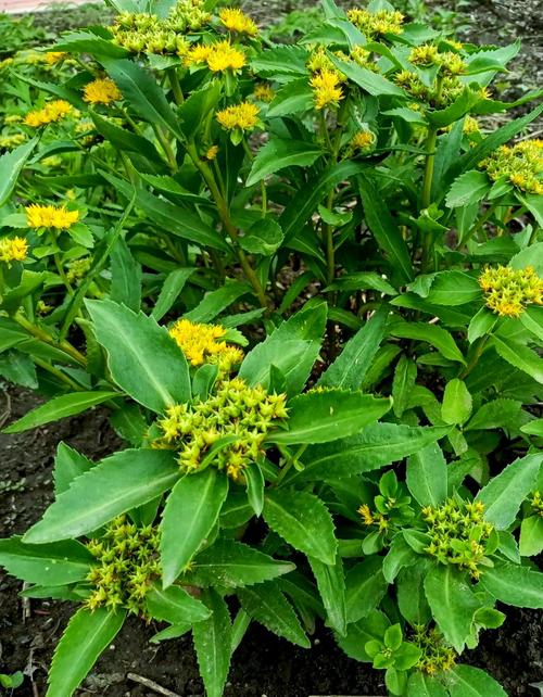 费菜的功效与作用,费菜的功效与作用及食用方法?-第1张图片-优品飞百科 费菜的功效与作用,费菜的功效与作用及食用方法?-第1张图片-优品飞百科