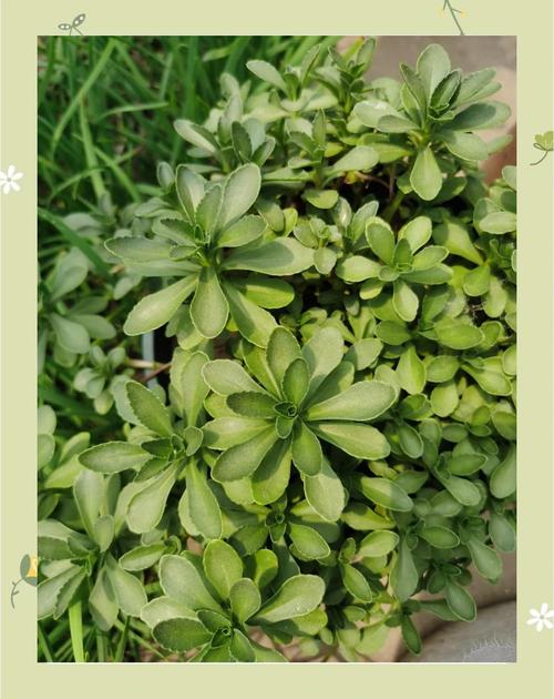 费菜的功效与作用,费菜的功效与作用及食用方法?-第2张图片-优品飞百科 费菜的功效与作用,费菜的功效与作用及食用方法?-第2张图片-优品飞百科