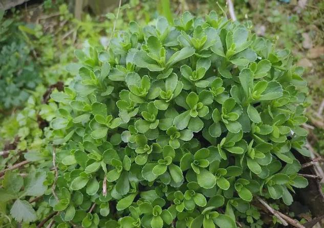 费菜的功效与作用,费菜的功效与作用及食用方法?-第3张图片-优品飞百科 费菜的功效与作用,费菜的功效与作用及食用方法?-第3张图片-优品飞百科