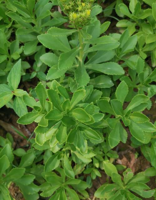 费菜的功效与作用,费菜的功效与作用及食用方法?-第4张图片-优品飞百科 费菜的功效与作用,费菜的功效与作用及食用方法?-第4张图片-优品飞百科