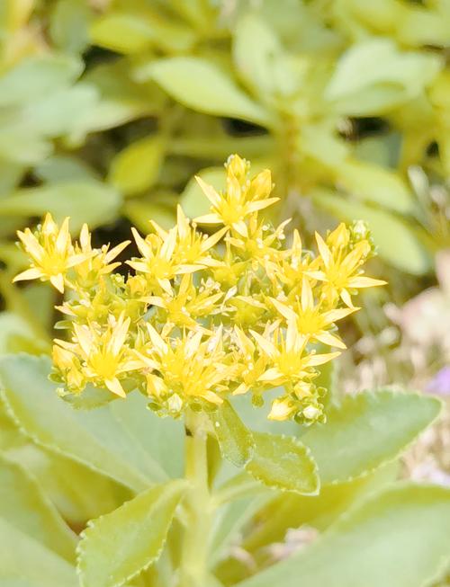 费菜的功效与作用,费菜的功效与作用及食用方法?-第5张图片-优品飞百科 费菜的功效与作用,费菜的功效与作用及食用方法?-第5张图片-优品飞百科