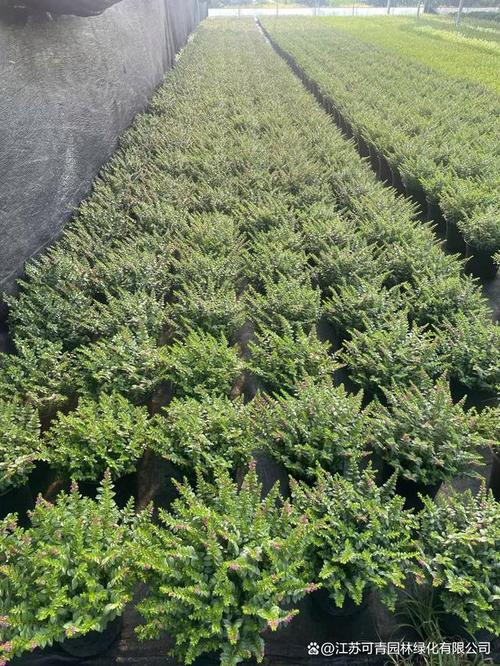 丝石竹的养殖方法？丝竹石是什么意思？-第1张图片-优品飞百科