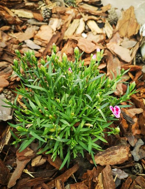 丝石竹的养殖方法？丝竹石是什么意思？-第3张图片-优品飞百科