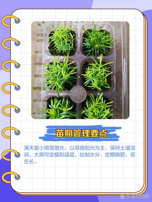 丝石竹的养殖方法？丝竹石是什么意思？-第4张图片-优品飞百科