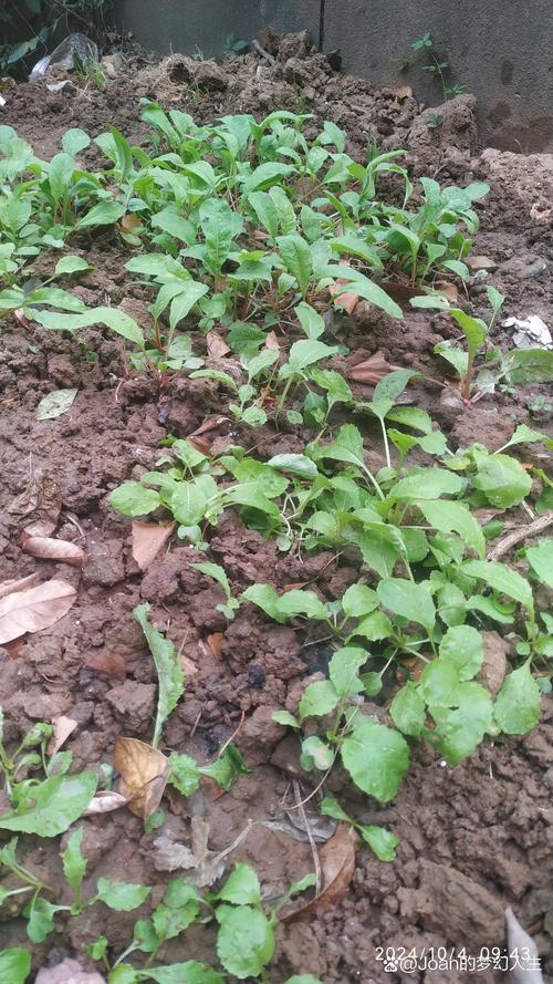 丝石竹的养殖方法？丝竹石是什么意思？-第5张图片-优品飞百科