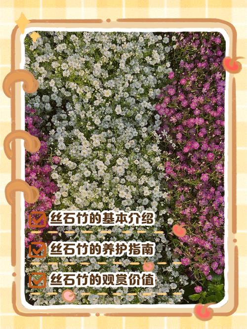 丝石竹的养殖方法？丝竹石是什么意思？-第6张图片-优品飞百科