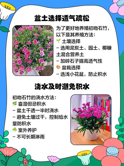 丝石竹的养殖方法？丝竹石是什么意思？-第7张图片-优品飞百科