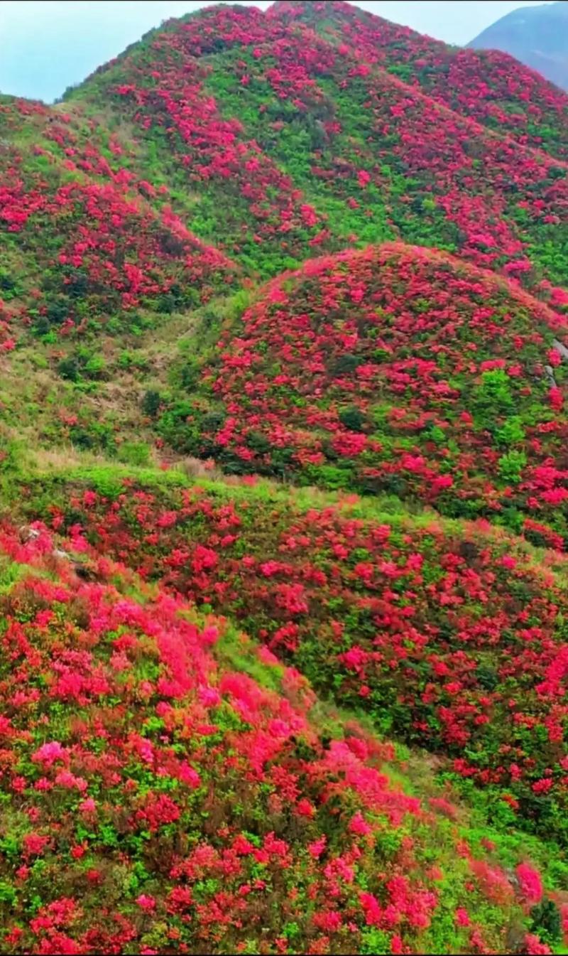 杜鹃花是几月份开花,是哪里的市县花,杜鹃花是几月份开花,是哪里的市县花-第1张图片-优品飞百科 杜鹃花是几月份开花,是哪里的市县花,杜鹃花是几月份开花,是哪里的市县花-第1张图片-优品飞百科
