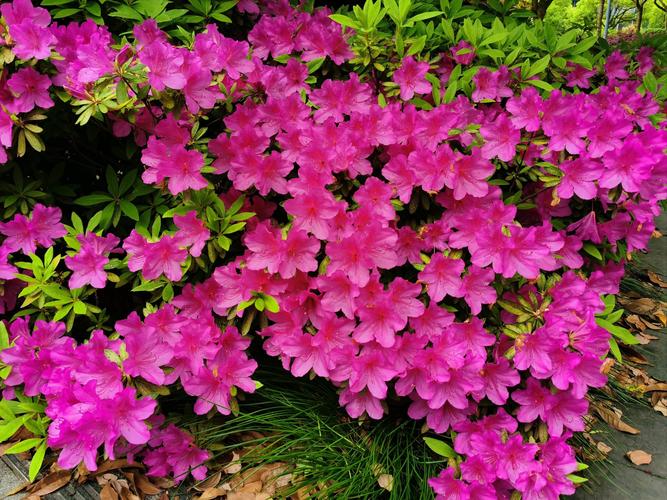 杜鹃花是几月份开花,是哪里的市县花,杜鹃花是几月份开花,是哪里的市县花-第2张图片-优品飞百科 杜鹃花是几月份开花,是哪里的市县花,杜鹃花是几月份开花,是哪里的市县花-第2张图片-优品飞百科