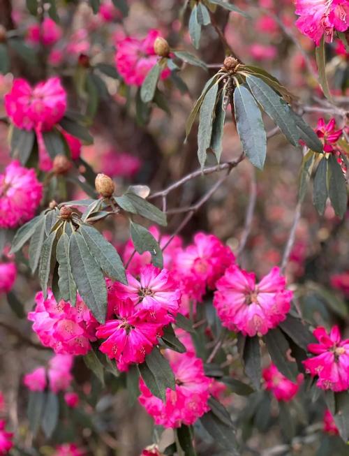杜鹃花是几月份开花,是哪里的市县花,杜鹃花是几月份开花,是哪里的市县花-第4张图片-优品飞百科 杜鹃花是几月份开花,是哪里的市县花,杜鹃花是几月份开花,是哪里的市县花-第4张图片-优品飞百科