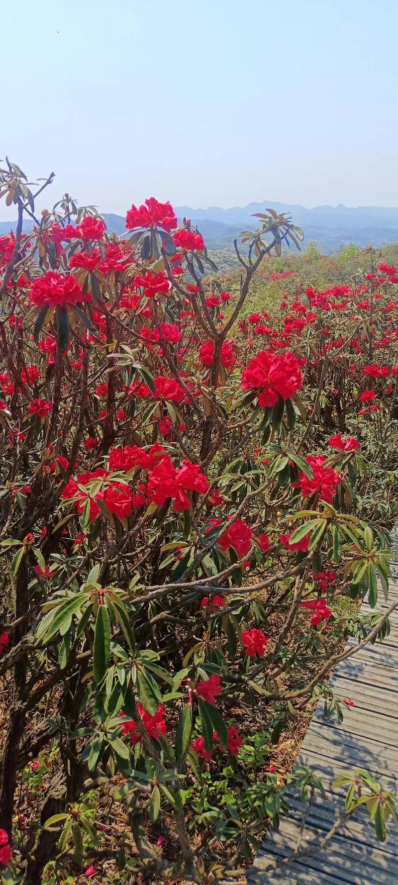 杜鹃花是几月份开花,是哪里的市县花,杜鹃花是几月份开花,是哪里的市县花-第5张图片-优品飞百科 杜鹃花是几月份开花,是哪里的市县花,杜鹃花是几月份开花,是哪里的市县花-第5张图片-优品飞百科