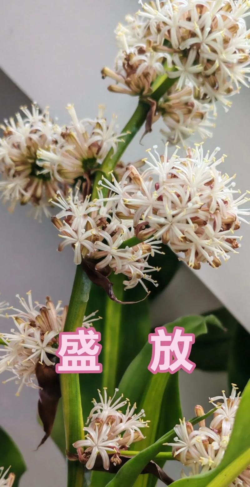 巴西木开花有毒吗，开花是什么兆头，巴西木开花会怎么样