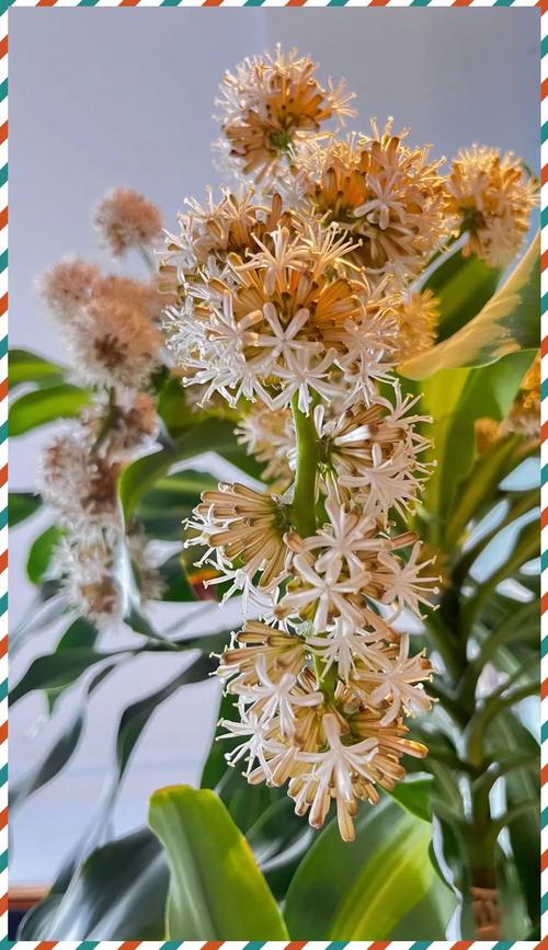 巴西木开花有毒吗,开花是什么兆头,巴西木开花会怎么样-第2张图片-优品飞百科 巴西木开花有毒吗,开花是什么兆头,巴西木开花会怎么样-第2张图片-优品飞百科