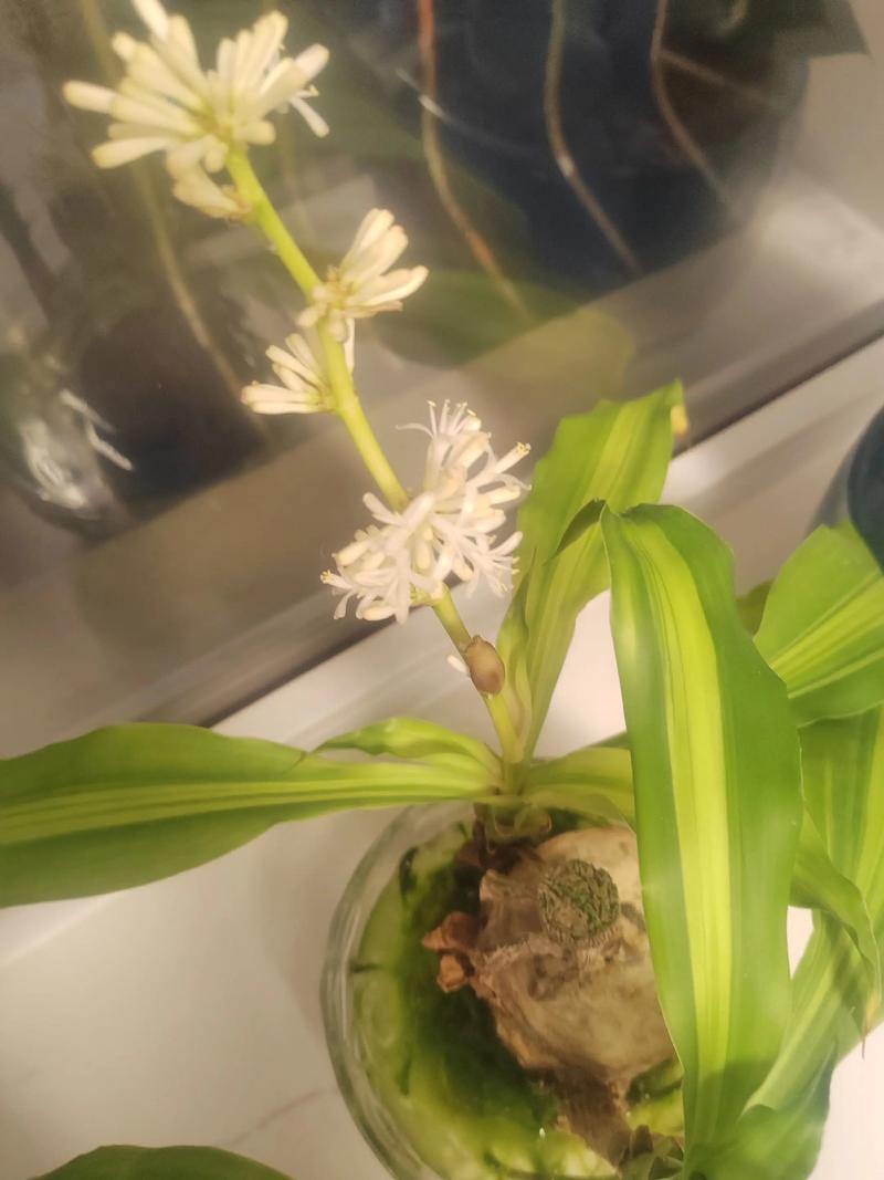 巴西木开花有毒吗,开花是什么兆头,巴西木开花会怎么样-第3张图片-优品飞百科 巴西木开花有毒吗,开花是什么兆头,巴西木开花会怎么样-第3张图片-优品飞百科