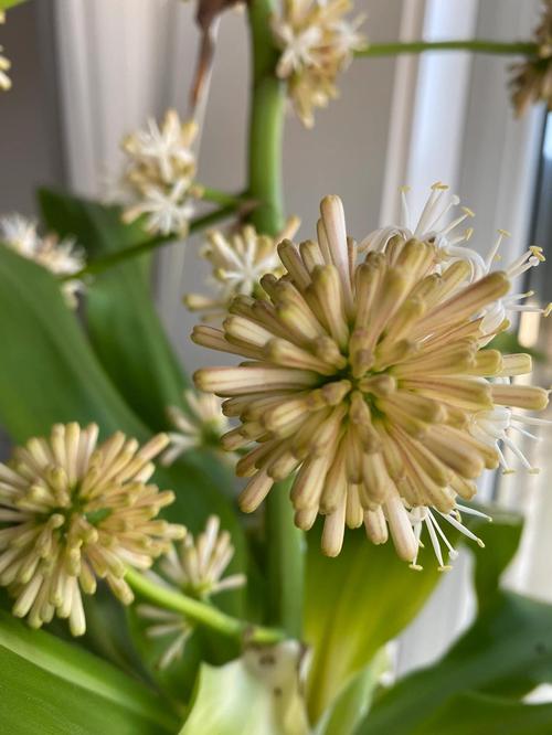 巴西木开花有毒吗,开花是什么兆头,巴西木开花会怎么样-第4张图片-优品飞百科 巴西木开花有毒吗,开花是什么兆头,巴西木开花会怎么样-第4张图片-优品飞百科