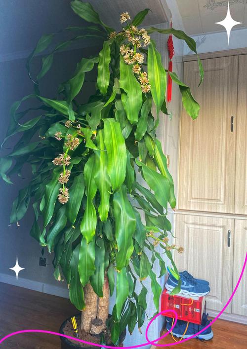 巴西木开花有毒吗,开花是什么兆头,巴西木开花会怎么样-第5张图片-优品飞百科 巴西木开花有毒吗,开花是什么兆头,巴西木开花会怎么样-第5张图片-优品飞百科