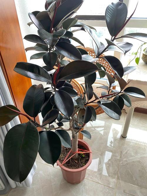 8款适合摆放在卧室的吸毒植物，让你越来越健康，适合放在卧室吸附甲醛的植物-第2张图片-优品飞百科