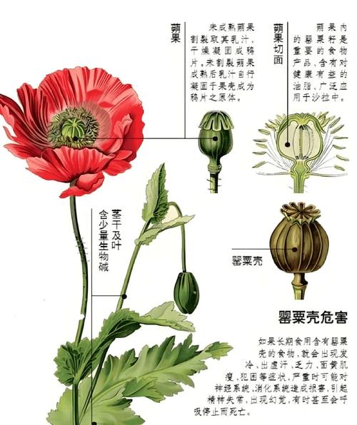 8款适合摆放在卧室的吸毒植物，让你越来越健康，适合放在卧室吸附甲醛的植物-第3张图片-优品飞百科