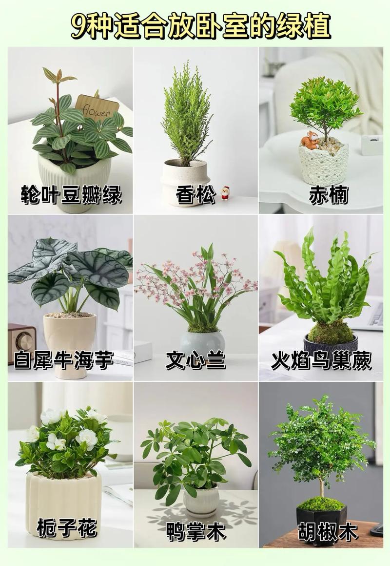 8款适合摆放在卧室的吸毒植物，让你越来越健康，适合放在卧室吸附甲醛的植物-第5张图片-优品飞百科