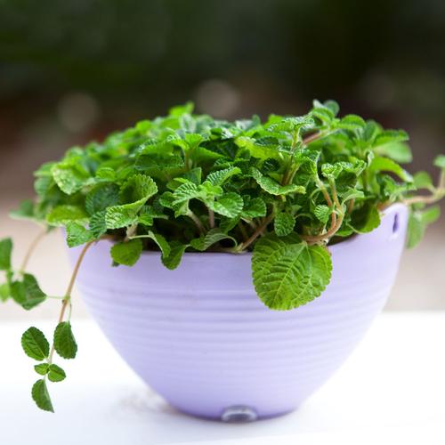 8款适合摆放在卧室的吸毒植物，让你越来越健康，适合放在卧室吸附甲醛的植物-第6张图片-优品飞百科