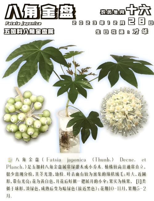 八角金盘的风水作用,八角金盘的摆放位置?-第1张图片-优品飞百科 八角金盘的风水作用,八角金盘的摆放位置?-第1张图片-优品飞百科