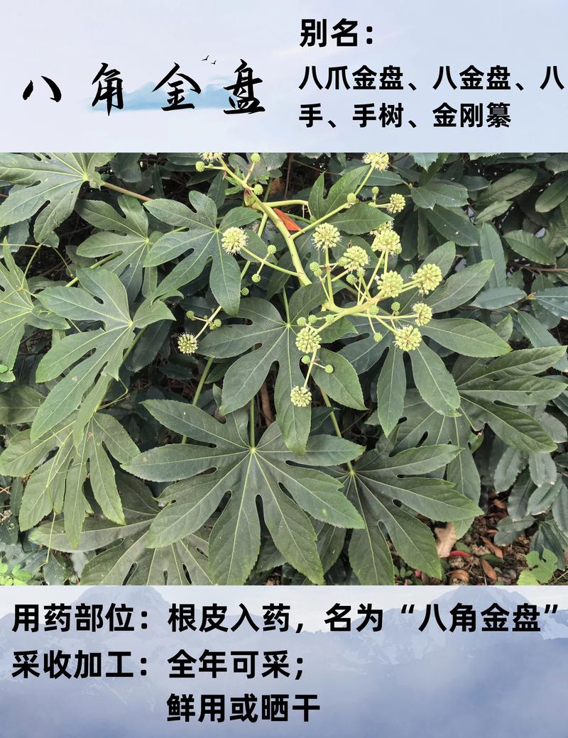 八角金盘的风水作用,八角金盘的摆放位置?-第2张图片-优品飞百科 八角金盘的风水作用,八角金盘的摆放位置?-第2张图片-优品飞百科